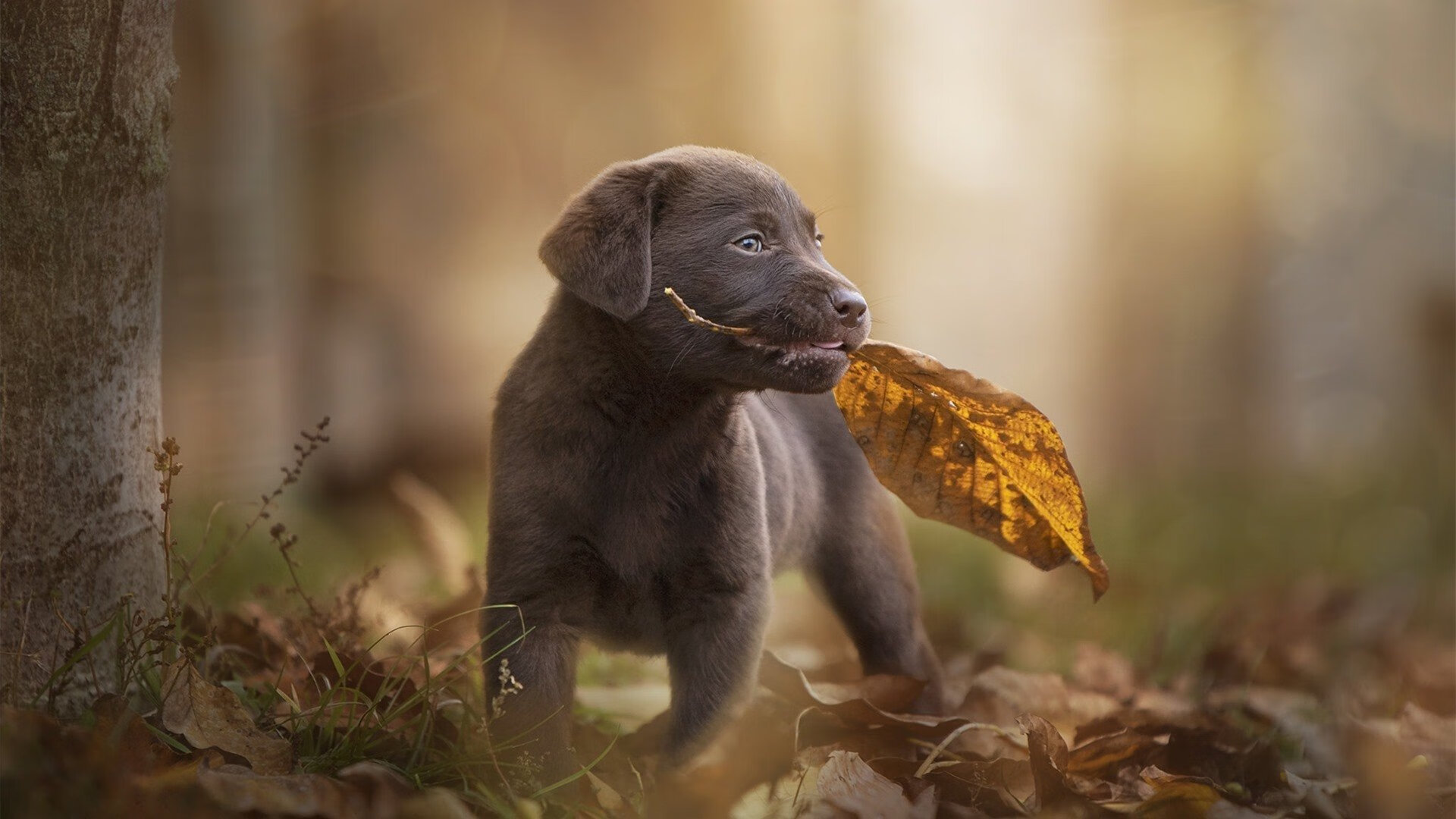 开云网站-以“篮球+电竞”融合创新，引领行业新形态，拓展多元市场，篮球电竞之战比赛赛程